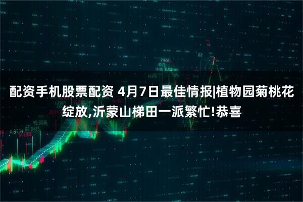 配资手机股票配资 4月7日最佳情报|植物园菊桃花绽放,沂蒙山梯田一派繁忙!恭喜